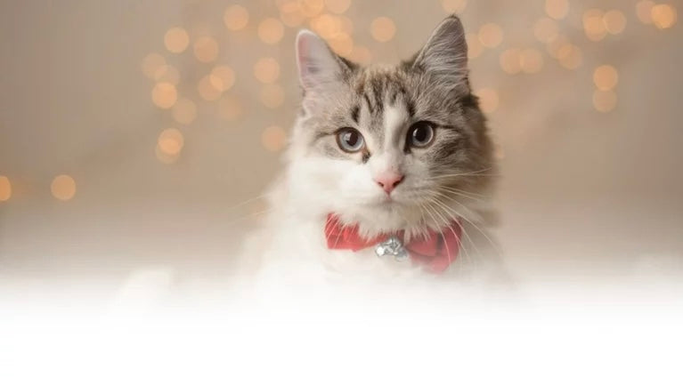 Pet Jewelry: A New Trend for Your Furry Friends in 2025